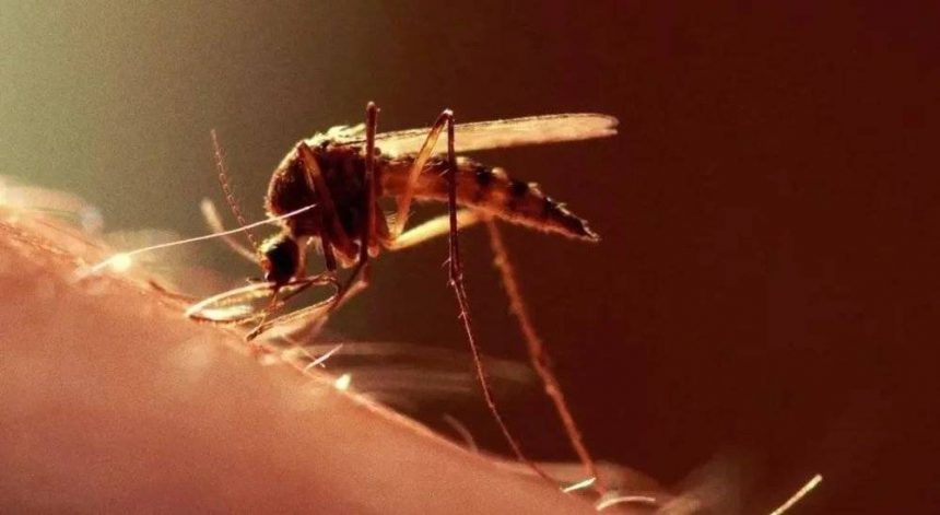 如何科学地消灭蚊子？